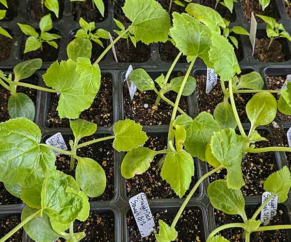 Young vegetable seedlings growing in small black pots