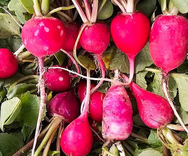 Close-up of freshly harvested red radishes with roots and green leaves attached, piled together.