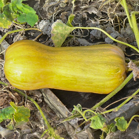 Ripe butternut squash growing on vine in garden soil