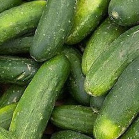 Pile of fresh green Boston pickling cucumbers