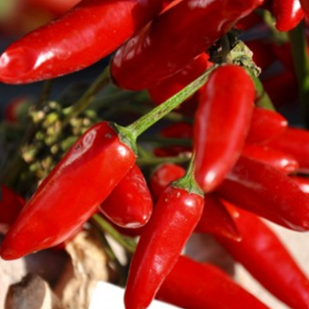 Close-up of red Birdseye chili peppers on stems