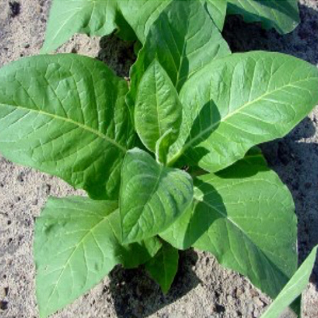 Green tobacco plant growing in soil with large healthy leaves
